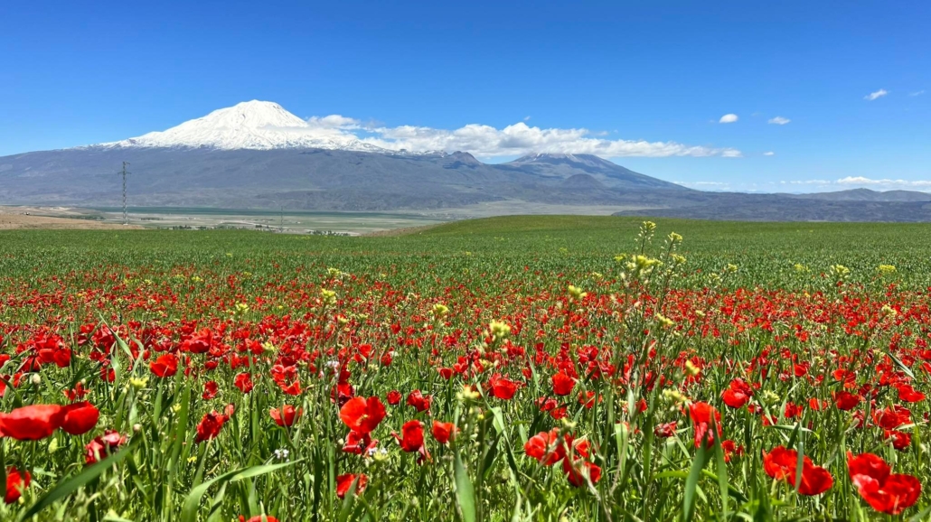 Spring flowers are blooming around the mountains of Ararat.