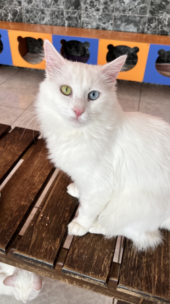 Famous Van cat. This breed is from the Van area and known for its two colored eyes and white fur.